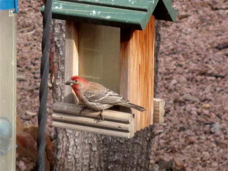 oiseau sur sa mangeoire